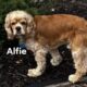 Alfie CCR