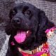 Lucy CCR