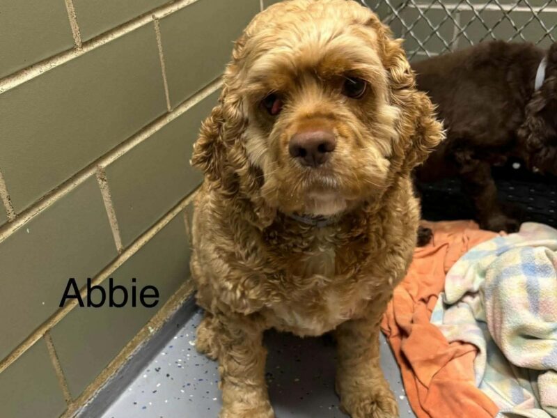 Abbie CCR