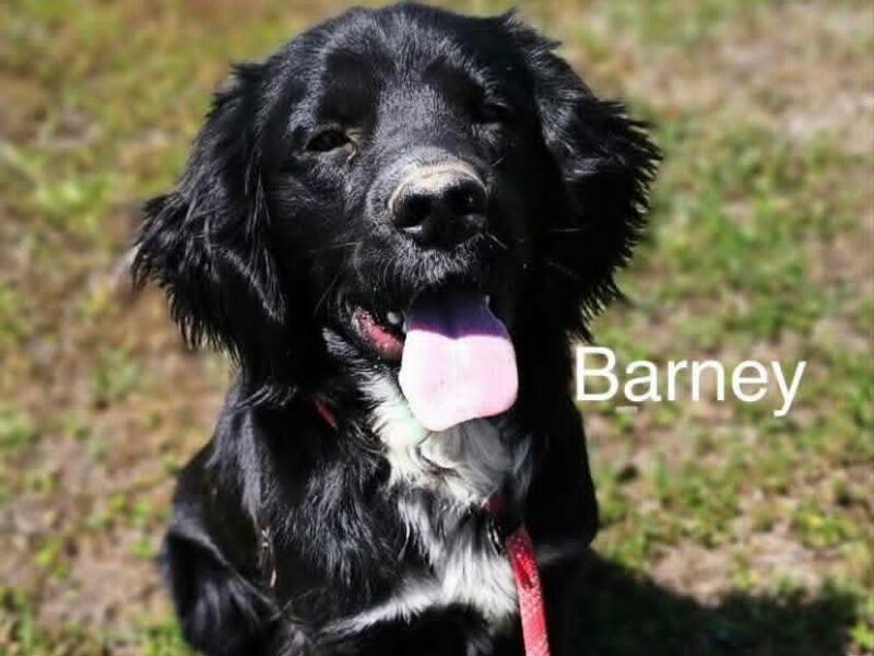 Barney CCR