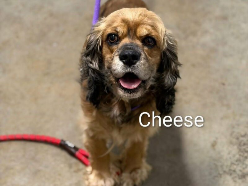 Cheese CCR