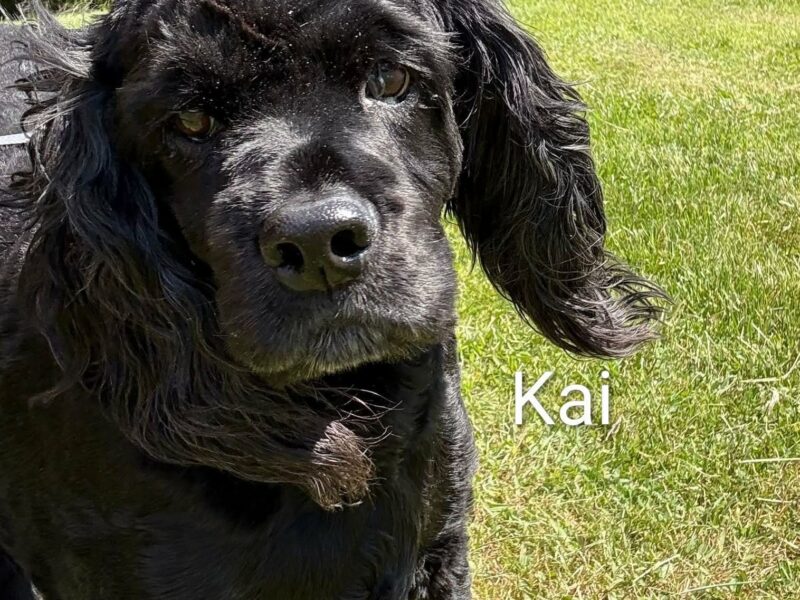 Kai CCR