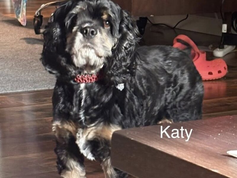 Katy CCR