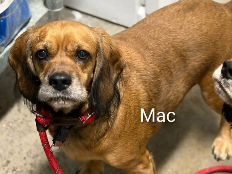 Mac CCR