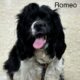 Romeo CCR