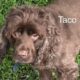 TACO CCR