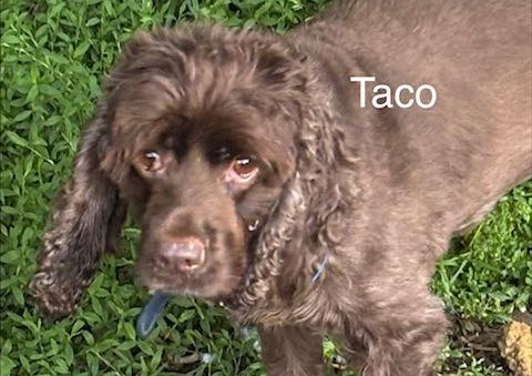 TACO CCR
