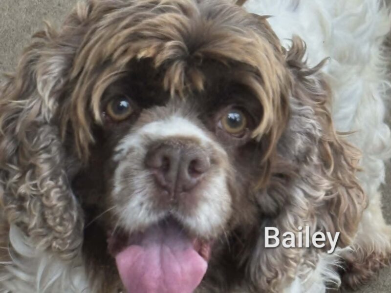 Bailey CCR