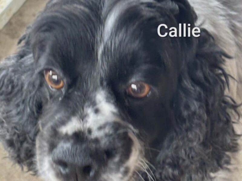 Callie CCR