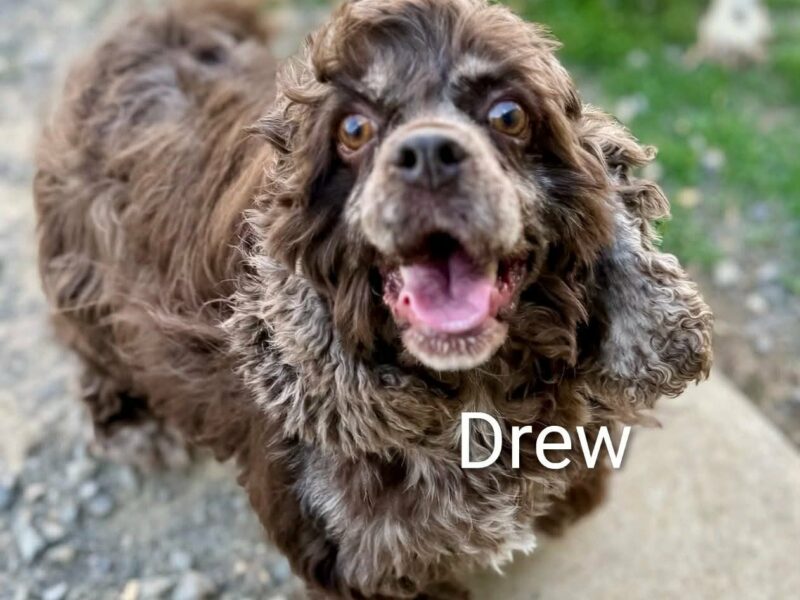 Drew CCR