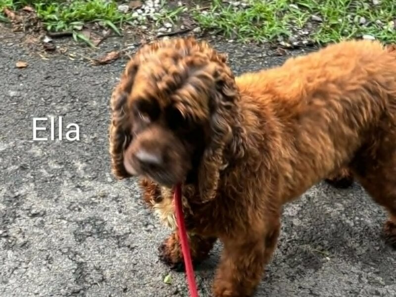 Ella CCR