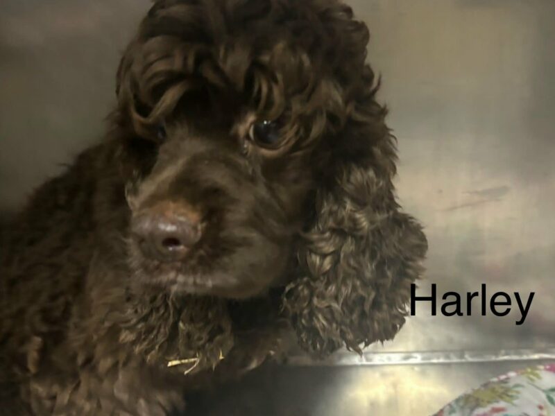 Harley