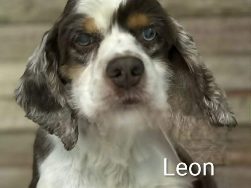 Leon CCR