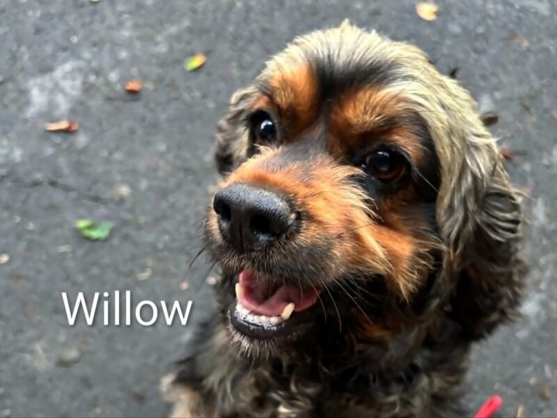 Willow CCR