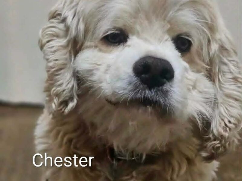 Chester CCR