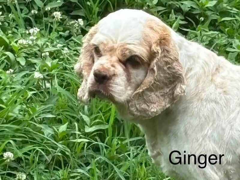 Ginger CCR