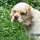 Ginger CCR