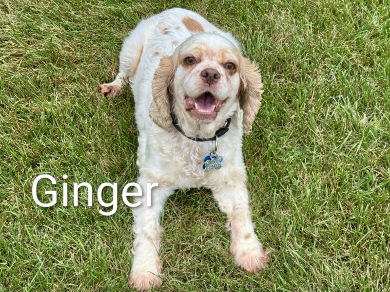 Ginger CCR