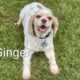 Ginger CCR