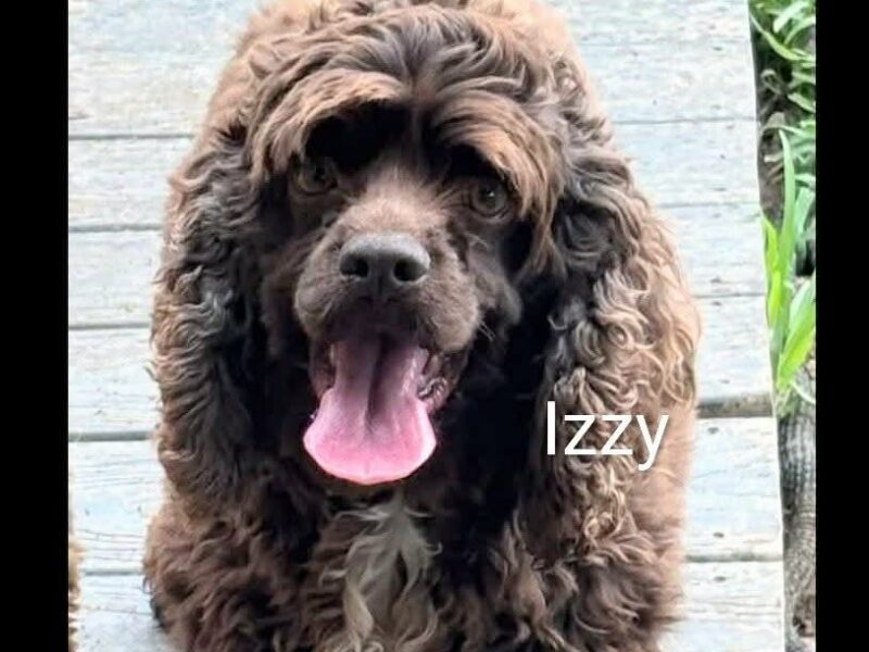 Izzy CCR