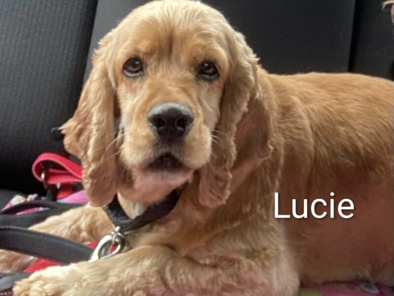 Lucie July 2026 CCR