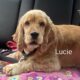 Lucie July 2026 CCR