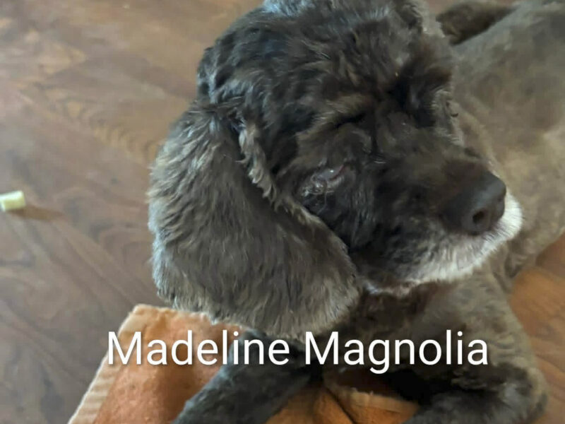 Madeline Magnolia CCR