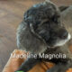 Madeline Magnolia CCR