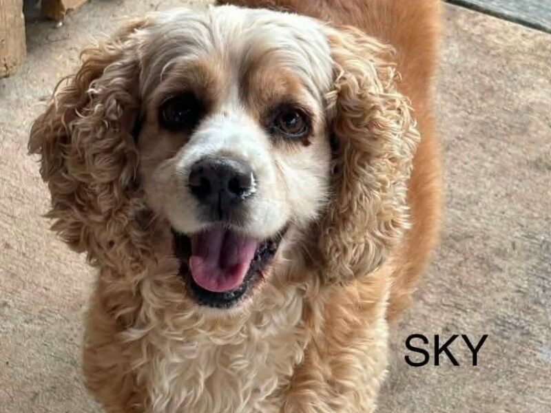 Sky CCR