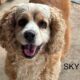Sky CCR