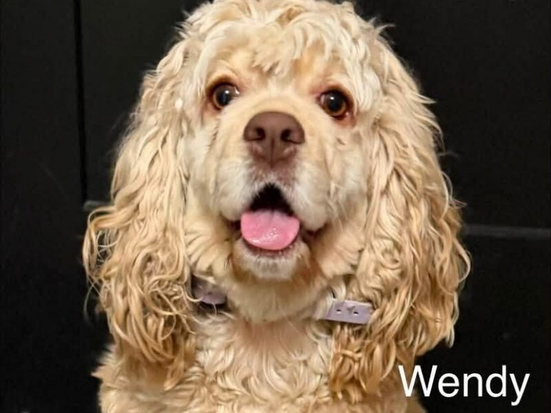 Wendy CCR