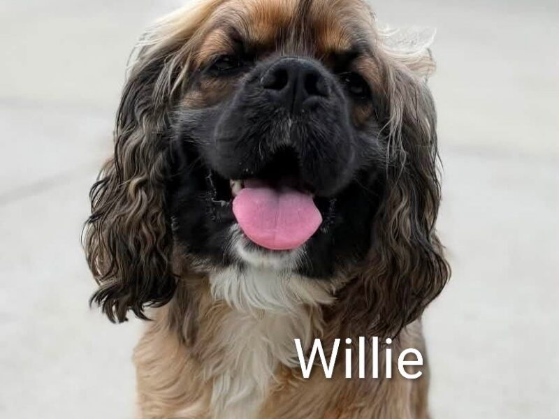 Willie CCR