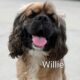 Willie CCR