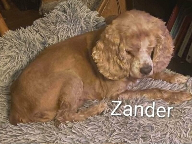 Zander CCR
