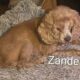 Zander CCR