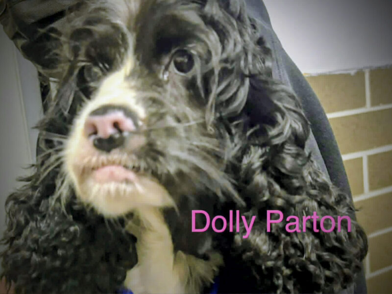 Dolly Parton CCR