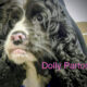 Dolly Parton CCR