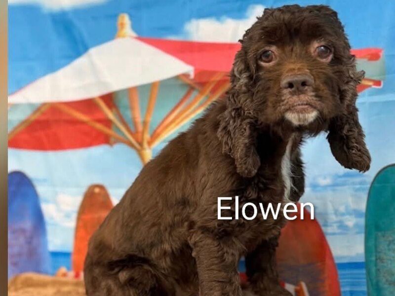 Elowen CCR