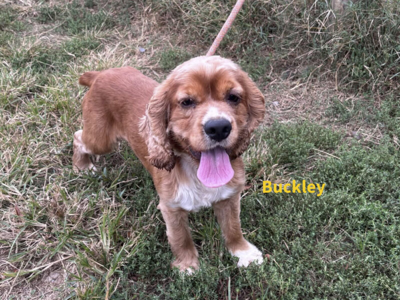 Buckley 2026 CCR